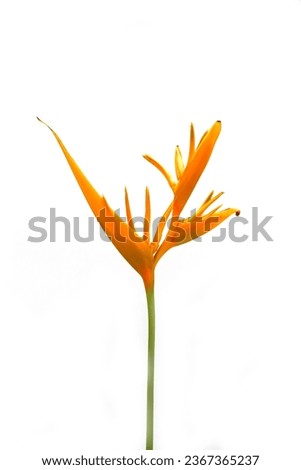 Ornamental flowers : Heliconia ( Heliconia x nickeriensis) A great heliconia for cut flowers, a hybrid between Heliconia marginalia and H. psittacorum. Isolated on white background.