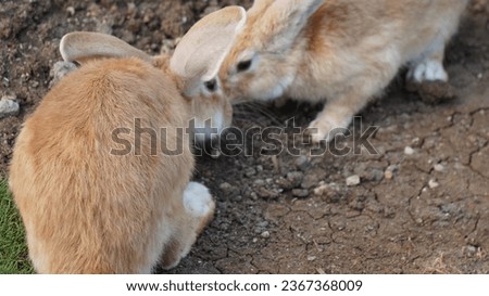 photo of rabbits doing their activities during the day