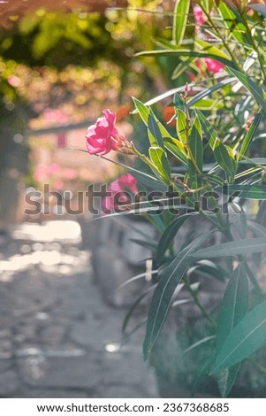 pink tropical flower on a blur background on a sunny bright day
