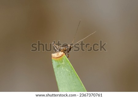 A very small larvae of a dark bush cricket (Pholidoptera griseoaptera) sitting on top of a leaf Royalty-Free Stock Photo #2367370761