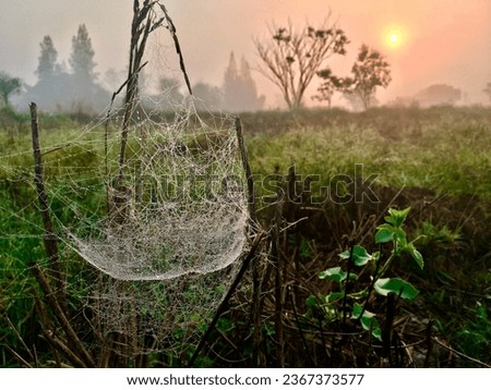 Morning sun, winter fields, spider webs and mist, first light of day, winter has arrived