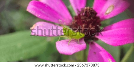 close up photo of a small grasshopper on a pink flower.
