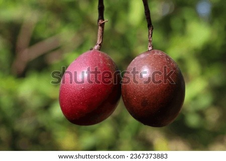 Cerbera manghas or Sea Mango fruit, ripe, close up view, hanging, blurry background, not edible Royalty-Free Stock Photo #2367373883