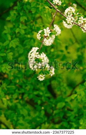 Blooming tree with white flowers, background