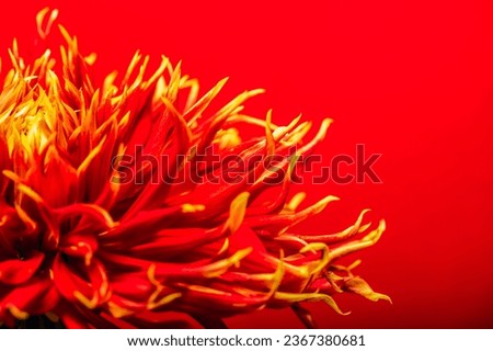 Red and yellow dahlia on a red background. Autumn floral background. Greeting card. Place for text.