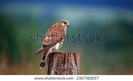 Female kestrel preening on a post