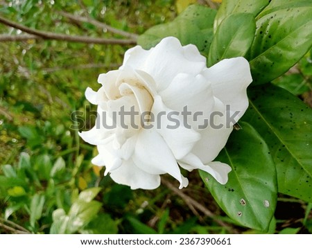 a photo of a very beautiful white rose