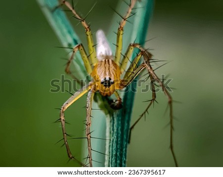 A yellow spider or Oxyopes salticus, lynx spider, Commonly known as the striped lynx spider on white petal and water drops on body, Macro photo of insect with selective focus.