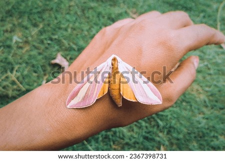 Butterflies are beautiful creatures with many different shapes and colors.