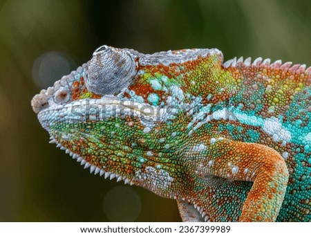 closeup of a chameleon panther skin in garden