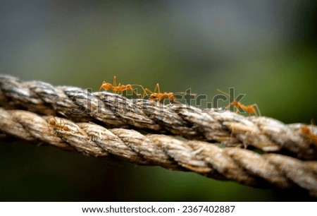 Red ants (weaver ant) on the rope.