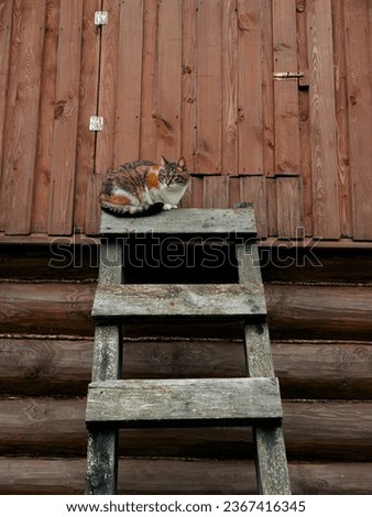  A cat sits on an old wooden ladder outdoors next to the roof of a house