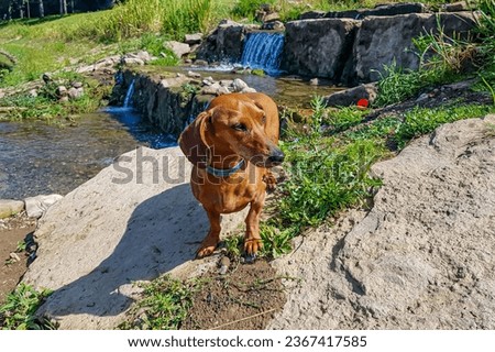 Short-haired brown dachshund standing on stones with a stream with small waterfall in background, flowing into Stausee Bitburg lake, sunny spring day in Germany