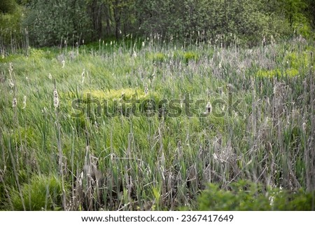 Summer greenery. Natural landscape. Details of summer nature. Plants on warm day.
