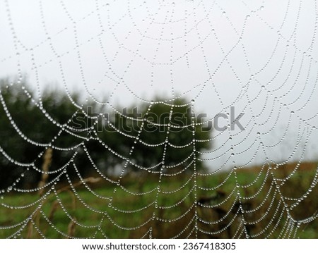 A spider's web in the yard with many drops of water after the rain is stretched between the trees