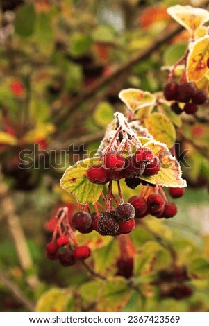 Red small fruits on the tree are covered with white crispy frost, first autumn frosts in the garden, weather phenomena, frosty morning in the countryside, juicy healthy berries, chokeberry fruits Royalty-Free Stock Photo #2367423569