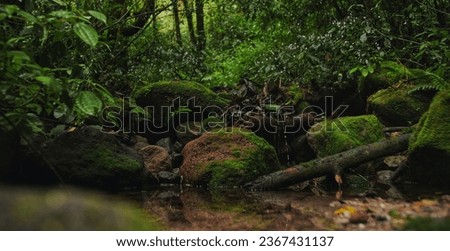 A beautiful shot of big rocks covered with moss growth and plants with trees in the background and reflection in the pond