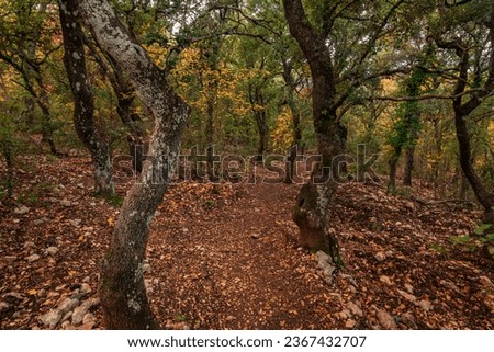 autumn forest in mountain area