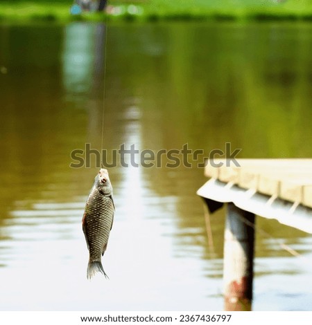Fishing in lake, crucian carp fish on the fishing rod, summer day. Concept active rest, hobbies, countryside relaks