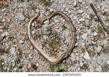 Dead male of Four-lined Snake (Elaphe quatuorlineata)
