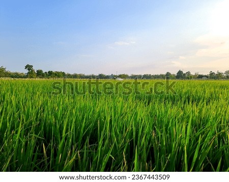 Capture the serene beauty of afternoon rice fields in this captivating photo. A tranquil escape into nature's embrace