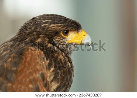 Falcon bird which have brown color is looking for a prey with blur background. Falcons are birds of prey in the genus Falco. Close-up falcon.