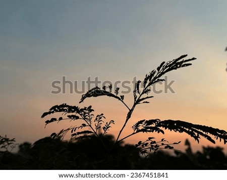 Shoot of black plant leaves silhouetted against golden afternoon sky and setting sun, nature background.