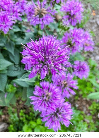 Wild bergamot (Monarda fistulosa) is a wildflower in the mint family Lamiaceae, widespread and abundant as a native plant in much of North America. Royalty-Free Stock Photo #2367457221