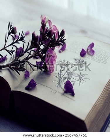 A picture of a beautiful purple flower, placed on a book. Please help me with the picture. Photo shooting time September 22.2023.