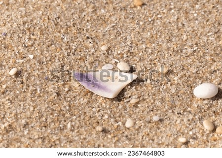 This beautiful piece of seashell was sitting on the beach when this picture was taken. The pretty purple striping stood out again the white. Grains or brown sand all around with smooth pebbles.