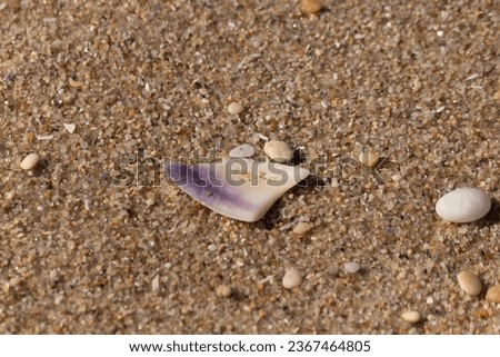 This beautiful piece of seashell was sitting on the beach when this picture was taken. The pretty purple striping stood out again the white. Grains or brown sand all around with smooth pebbles.