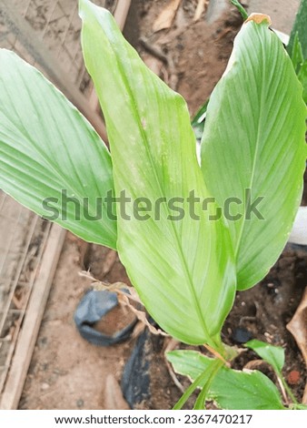 Very beautiful turmeric leaves picture 