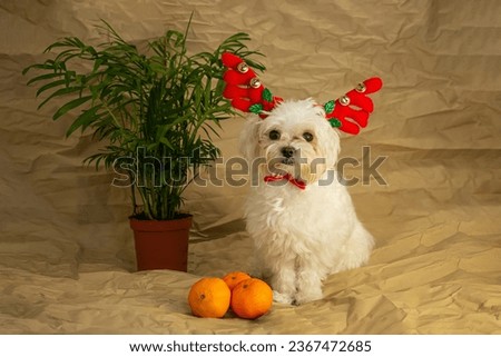 little dog in a Christmas hat, New Years Eve Dog Pictures