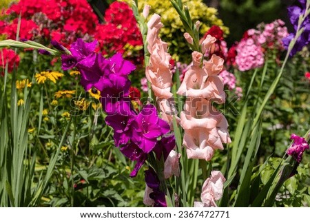 Colorful gladioli blooming in the summer in the garden Royalty-Free Stock Photo #2367472771
