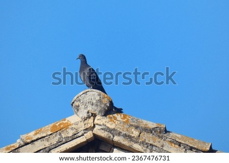 Pigeon on the roof of an old house