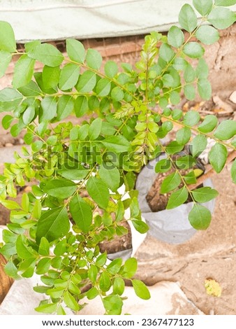 Very beautiful Curry leaves picture 