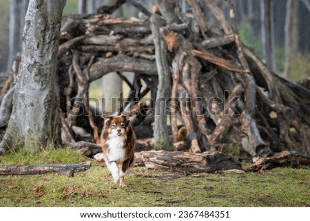 Miniature Australian Shepherd Aussie in the Forest