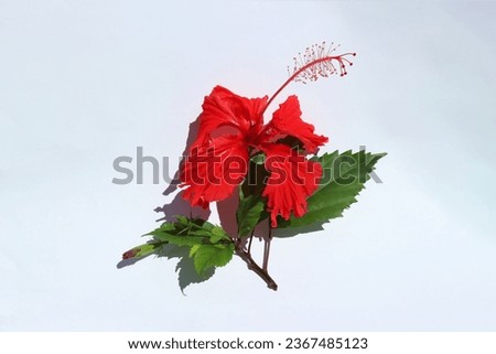HIBISCUS FLOWERS ON A WHITE BACKGROUND