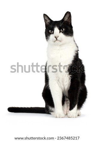 Black and white house cat, sitting facing front, looking beside camera, isolated on a white background