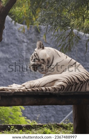 White tigers: rare, majestic, symbol of strength.