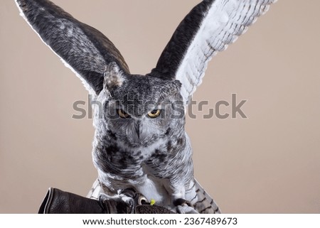 Great horned owl with wings spread against tan backdrop