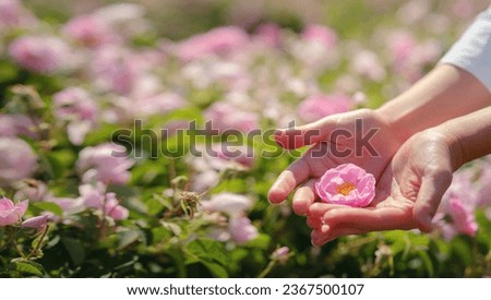 woman picking roses in Field of Damascena roses in sunny summer day . Rose petals harvest for rose oil perfume production. village Guneykent in Isparta region, Turkey a real paradise for eco-tourism. Royalty-Free Stock Photo #2367500107