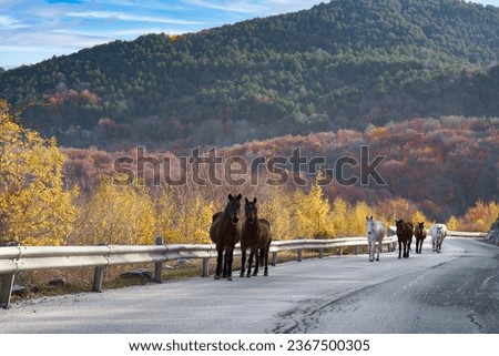 Amazing autumn panorama. A herd of wild horses descends the mountain using the asphalt road. Falakro Mountain. Prefecture of Drama. Macedonia. Greece.