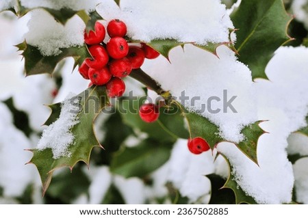 A Holly (Ilex aquifolium), with red berries and snow Royalty-Free Stock Photo #2367502885
