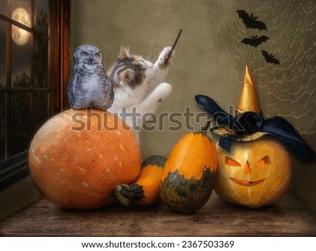 Halloween pumpkin and funny cat with owl