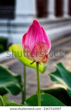 A close-up picture of a pink lotus bud. Unopened and yet to bloom, the lotus’ petals are pale pink with darker stripes. Daylight and natural lighting were used for the photo.