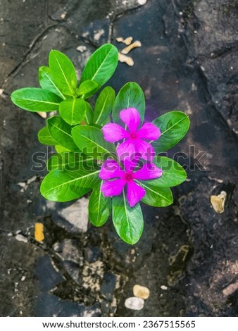 Pink periwinkle flowers growing from crevices in the rocky ground, periwinkle flower that is blooming. Royalty-Free Stock Photo #2367515565