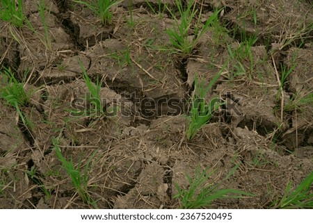 The rice fields are dry and cracked due to the hot weather of the dry season and there is no water