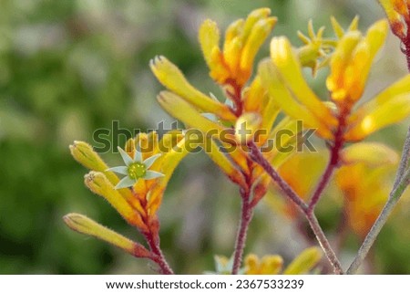 A closeup shot of yellow Tall kangaroo paw plants in the blurred background.