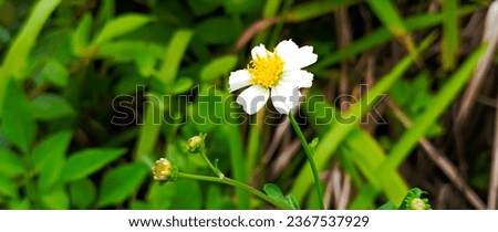 beautiful white Bidens pilosa flower